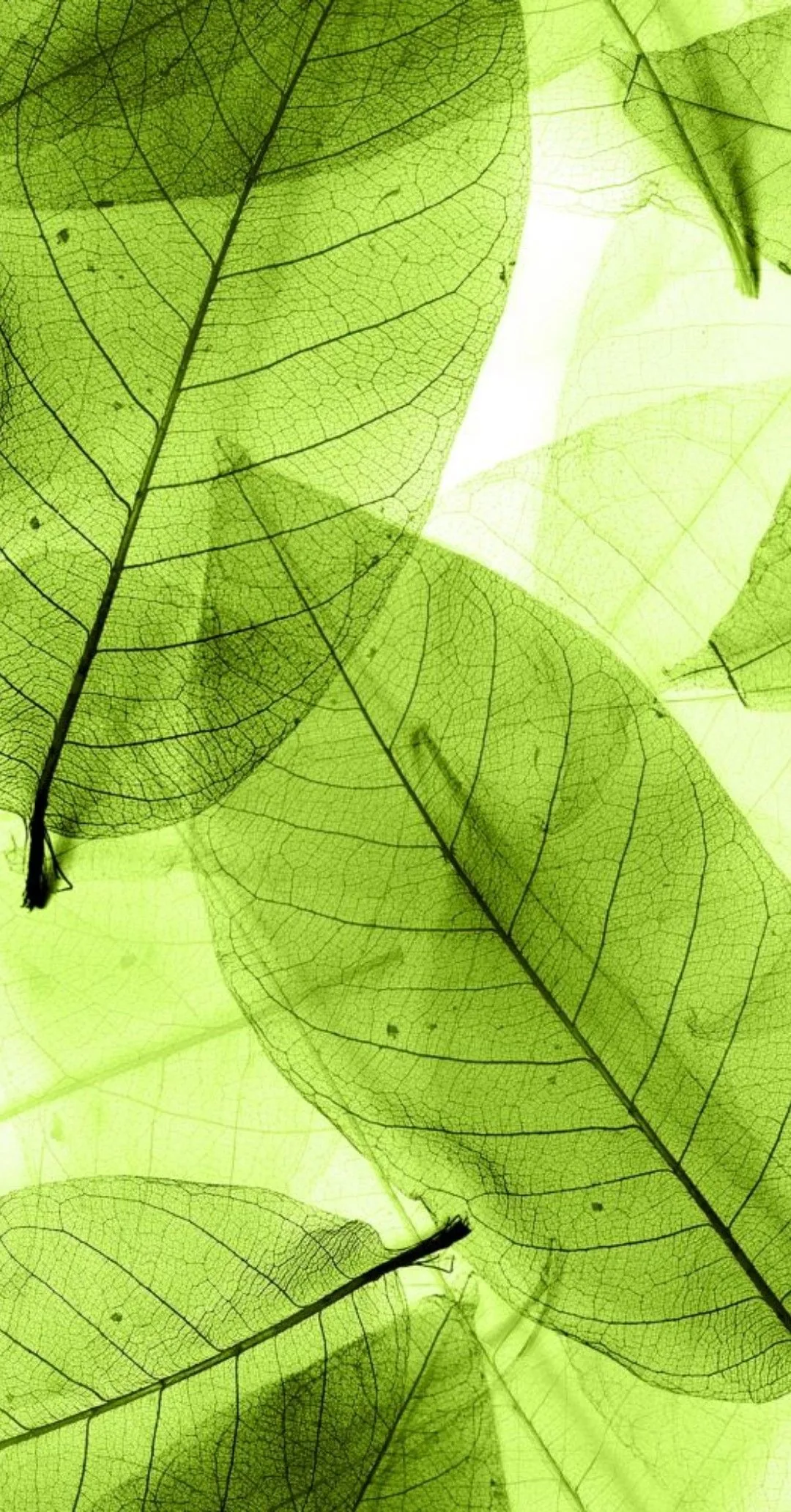 Nervures de feuilles rétroéclairées